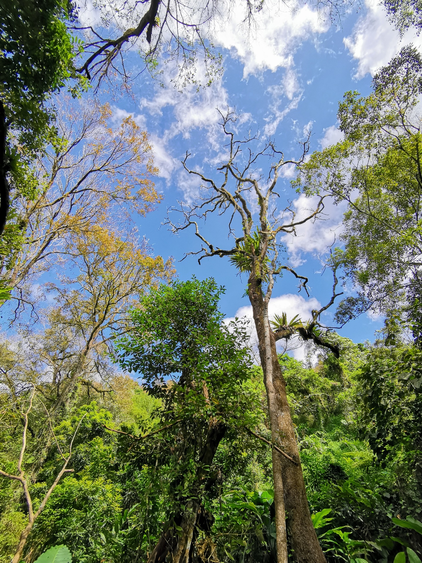 2020五指山热带雨林风景区-旅游攻略-门票-地址-问答-游记点评，五指山旅游旅游景点推荐-去哪儿攻略