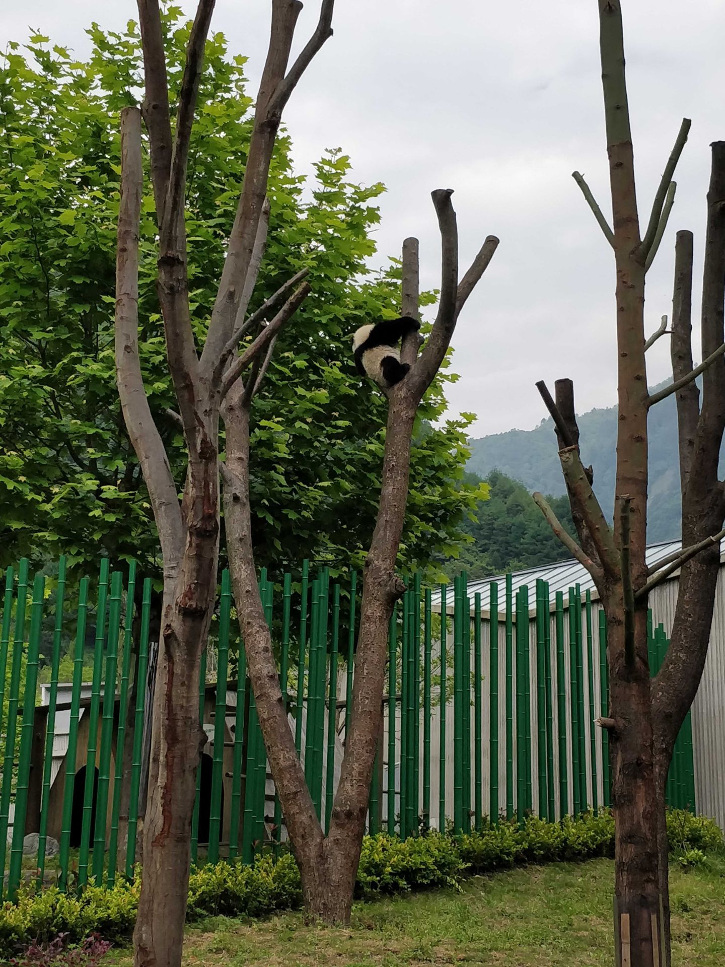 卧龙大熊猫苑神树坪基地