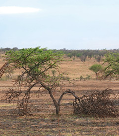 [坦桑尼亚游记图片] 东非大草原的生命迁徙，我可以凭着直觉，寻找到家的方向