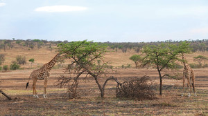 坦桑尼亚游记图文-东非大草原的生命迁徙，我可以凭着直觉，寻找到家的方向