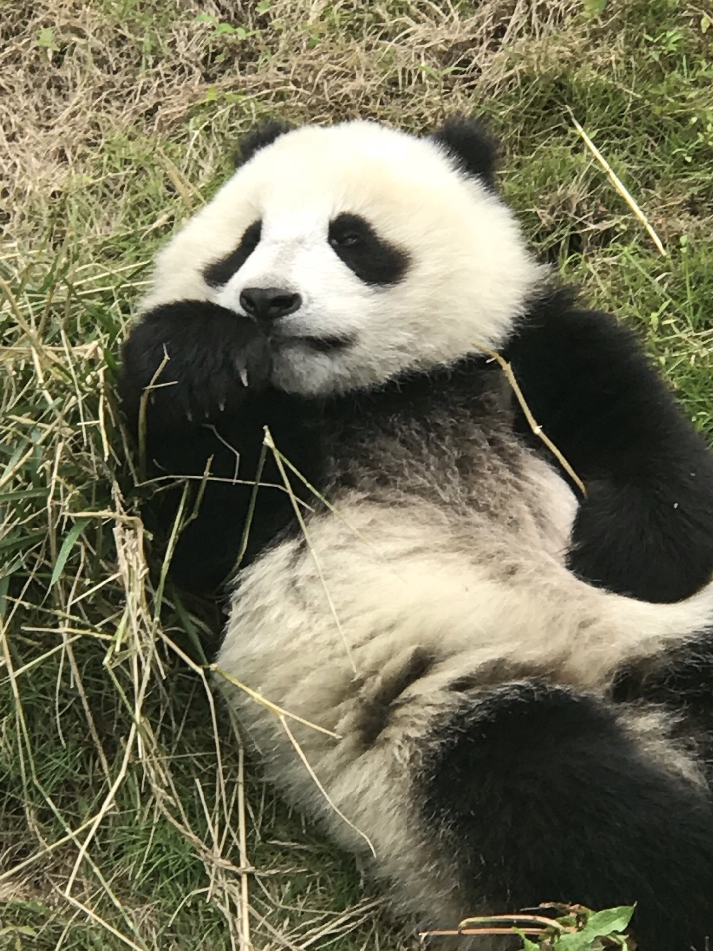 臥龍中華大熊貓苑神樹坪基地