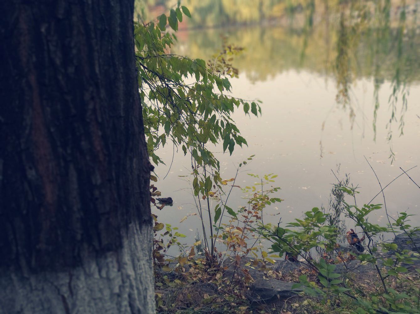 不容错过的湖人队关键时刻表现与战术解析