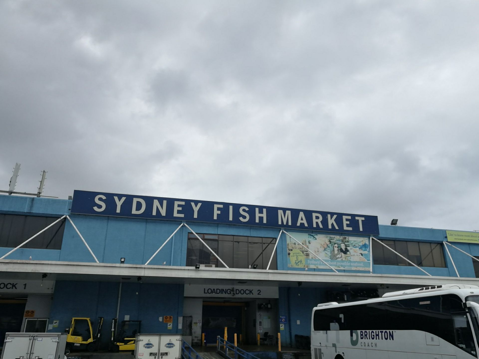 悉尼悉尼鱼市图片