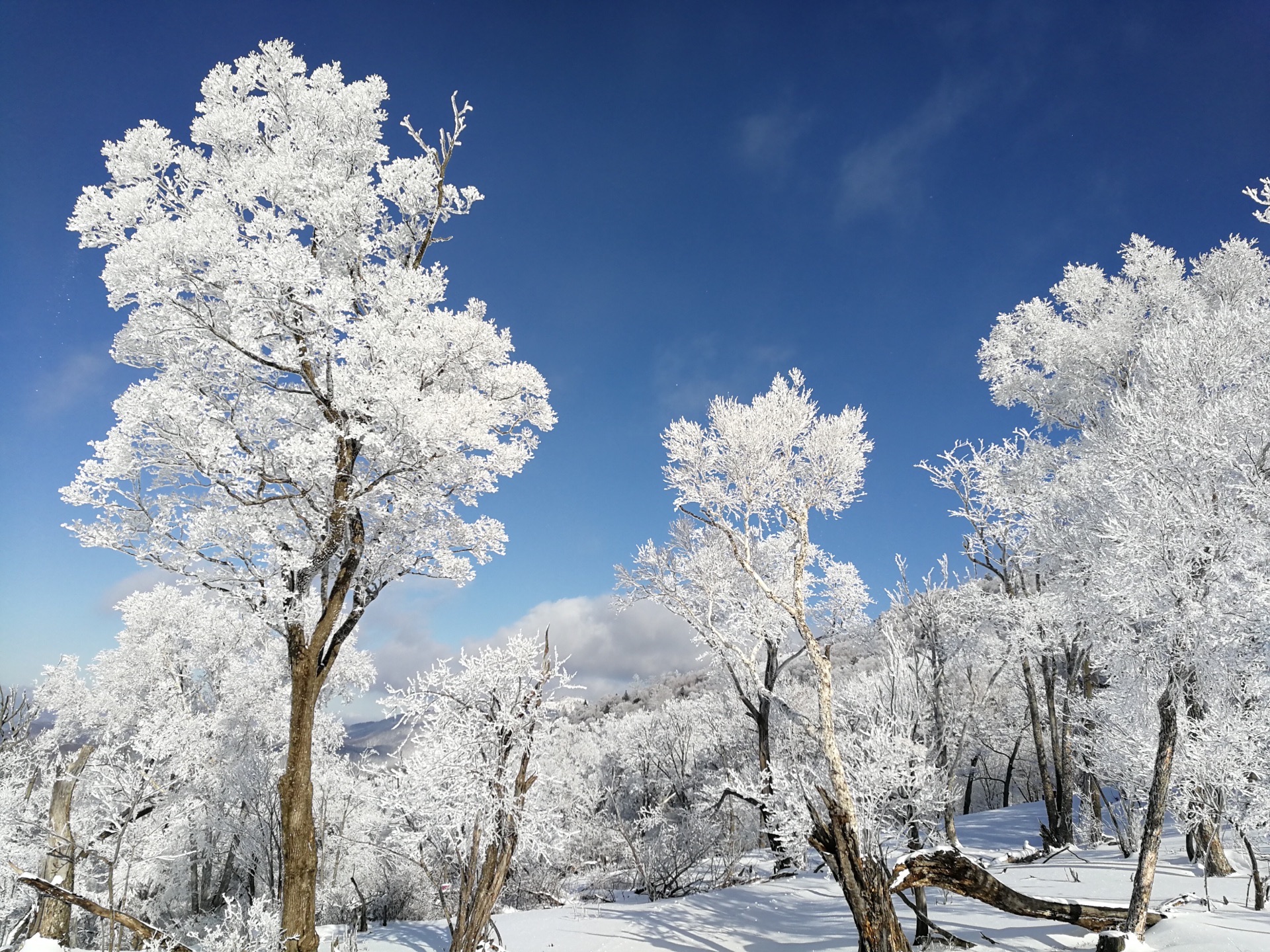冬季 雪 树 河流 7K风景图片_4K风景图片高清壁纸_墨鱼部落格