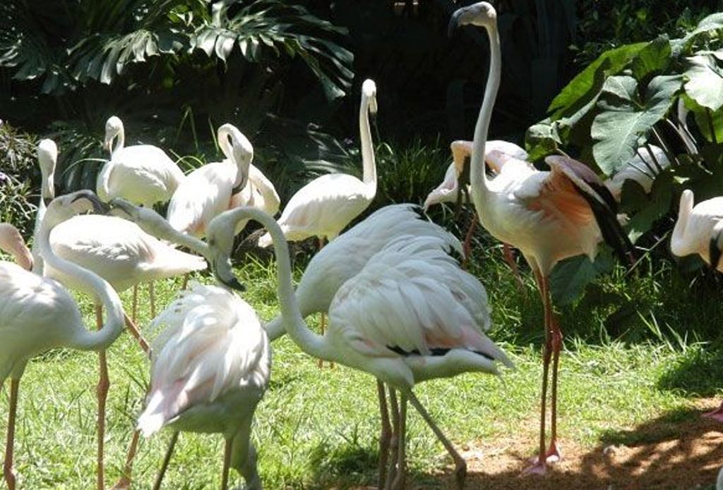 海南热带野生动植物园
