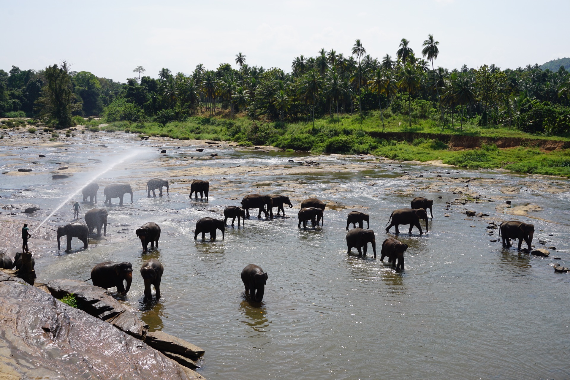 【携程攻略】康提品纳维拉大象孤儿院景点,去斯里兰卡，到大象孤儿院去看看，那是一个常规参观项目。我们到达的…