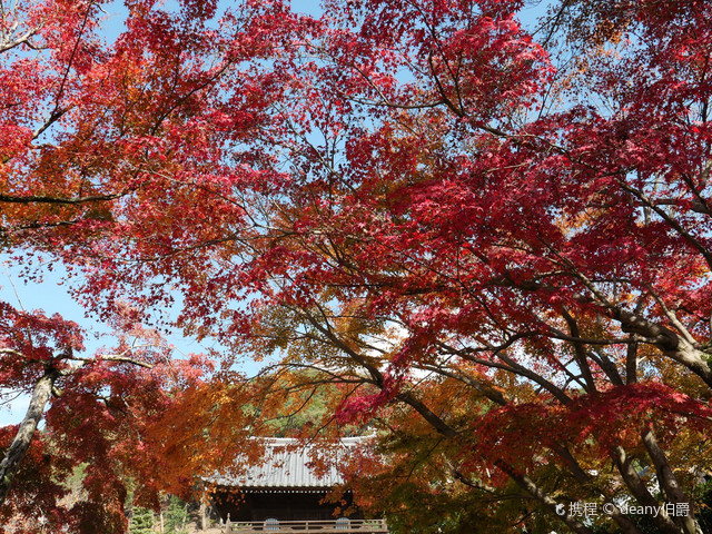 京都宇治兴圣寺红叶 携程氢气球