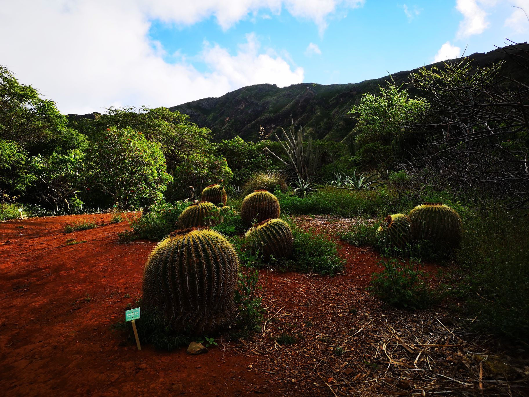 这是几张在夏威夷拍到的植物，有一部分是火山上特有的|火山|熔岩|南太平洋_新浪新闻