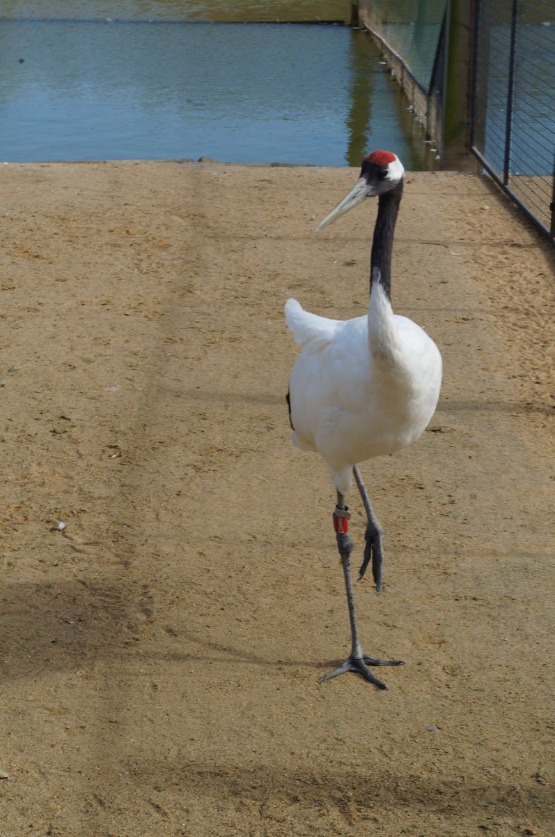 盐城丹顶鹤湿地生态旅游区