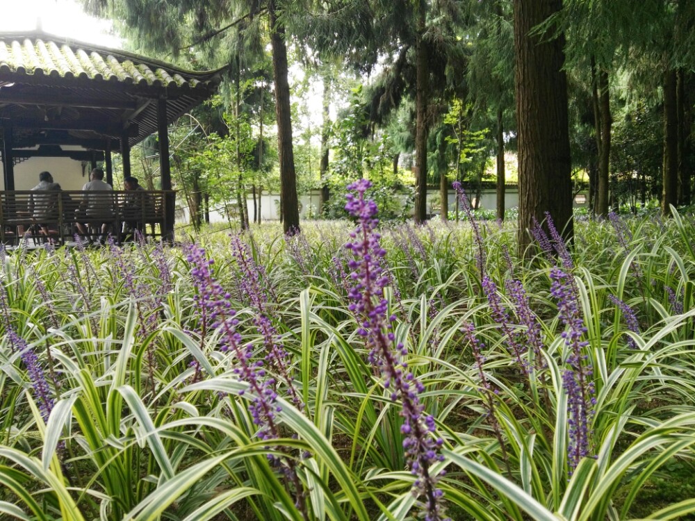 高黎贡山植物园图片