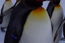 旭山动物园的企鹅🐧