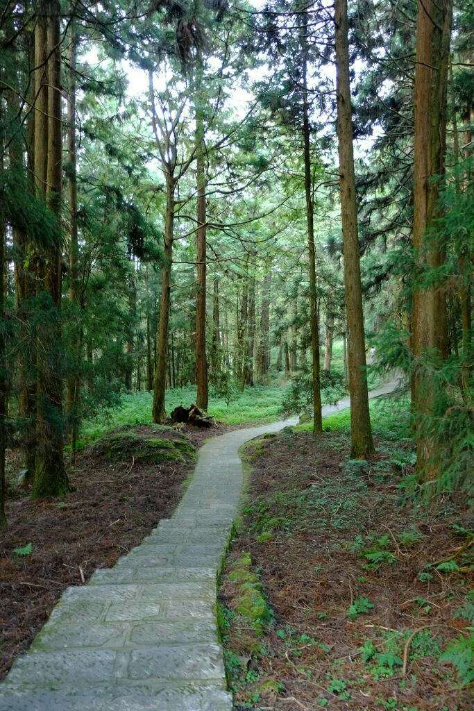 阿里山巨木群栈道图片