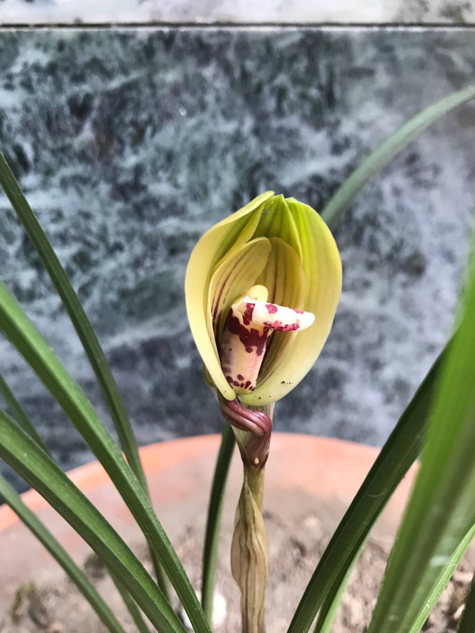 21兰科植物园游玩攻略 以兰花为代表的兰科植物 是 去哪儿攻略