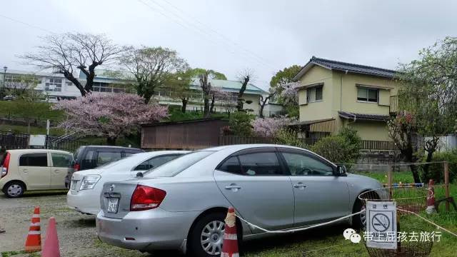 赛琳娜邮轮亲子游:2000块坐着邮轮去日本赏樱