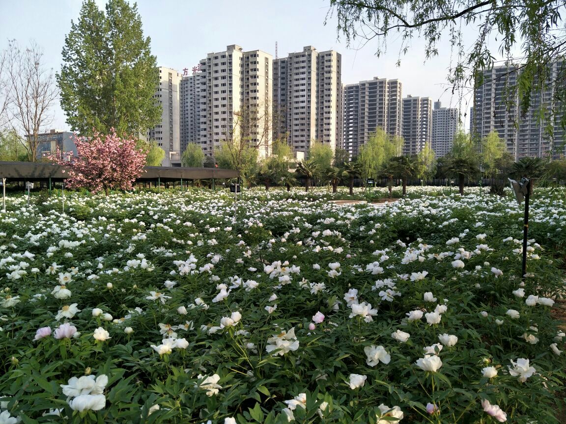 国家牡丹园