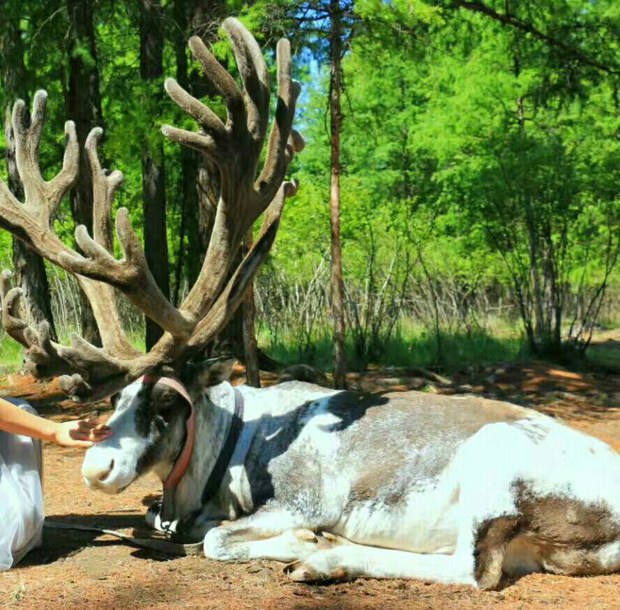 敖鲁古雅驯鹿之乡