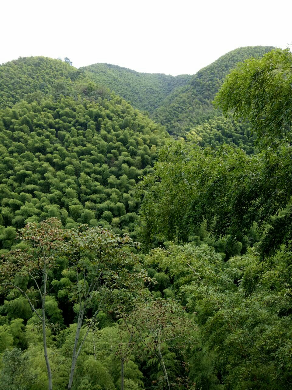 【攜程攻略】宜興宜興竹海景點,宜興的竹海還是非常值得去的,沿途風景