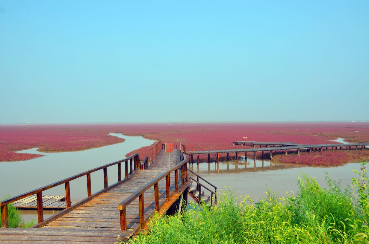 盘锦红海滩照片图片