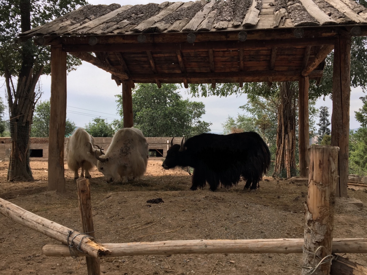 青藏高原野生动物园