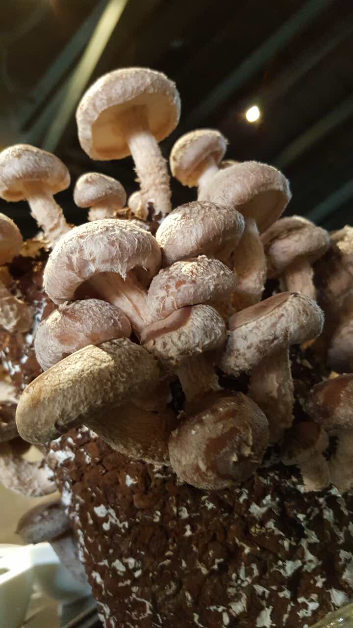 活体菌菇非常好吃~汤好喝的停不下来,服务员一直过来加汤,哈哈~从来不