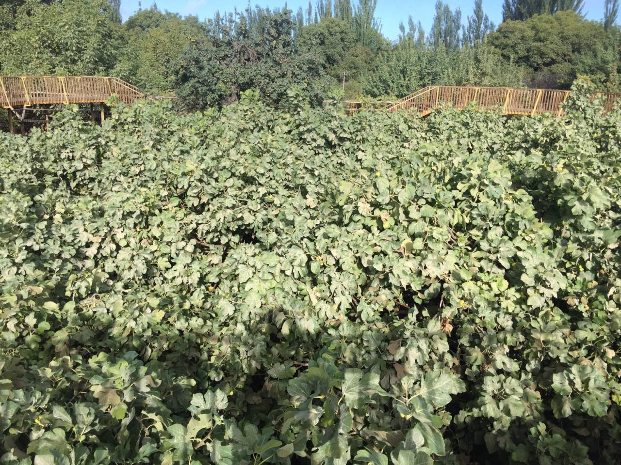 和田无花果王树好玩吗,和田无花果王树景点怎么样_点评_评价【携程