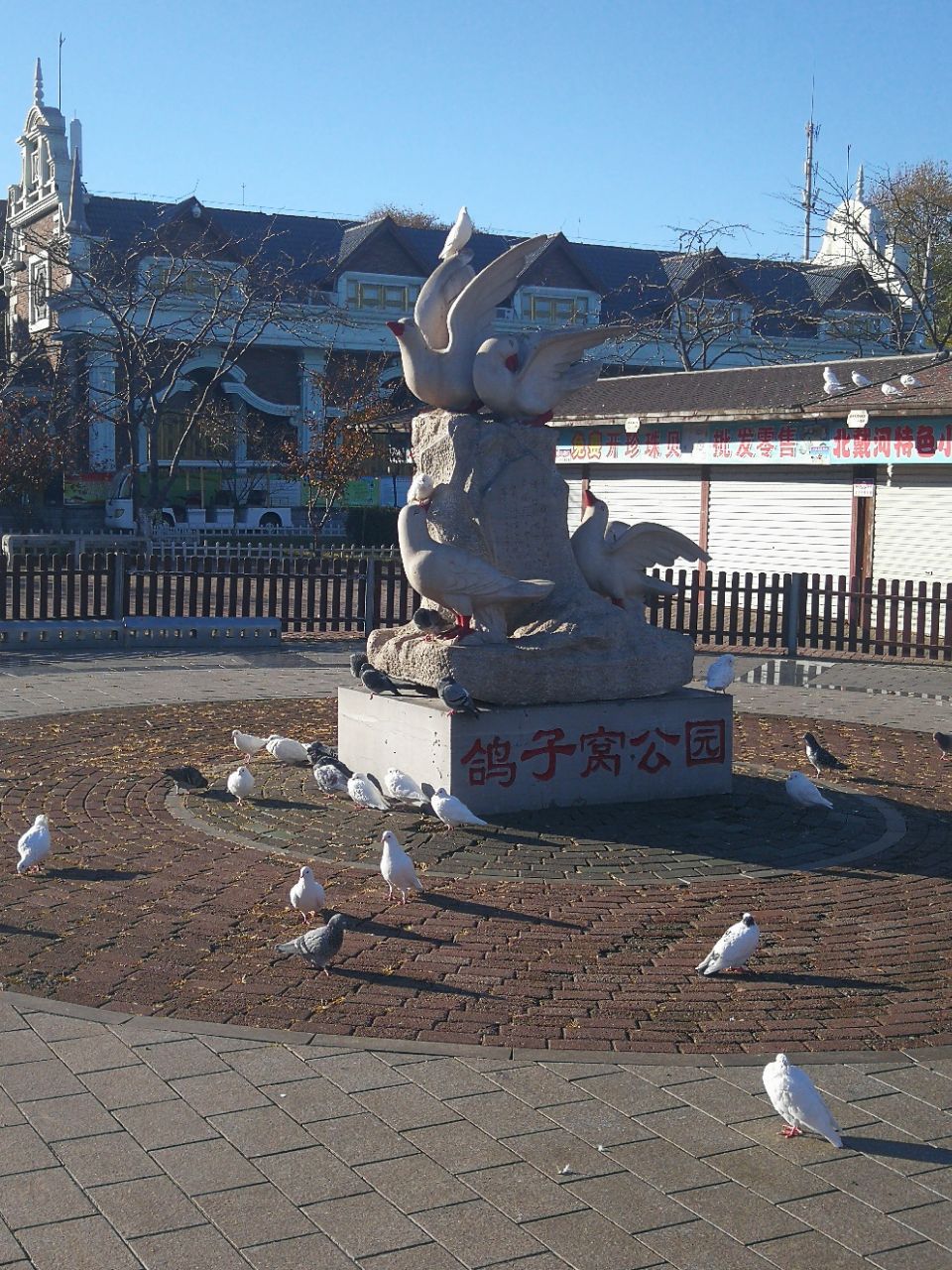 鸽子窝图片大全大图图片