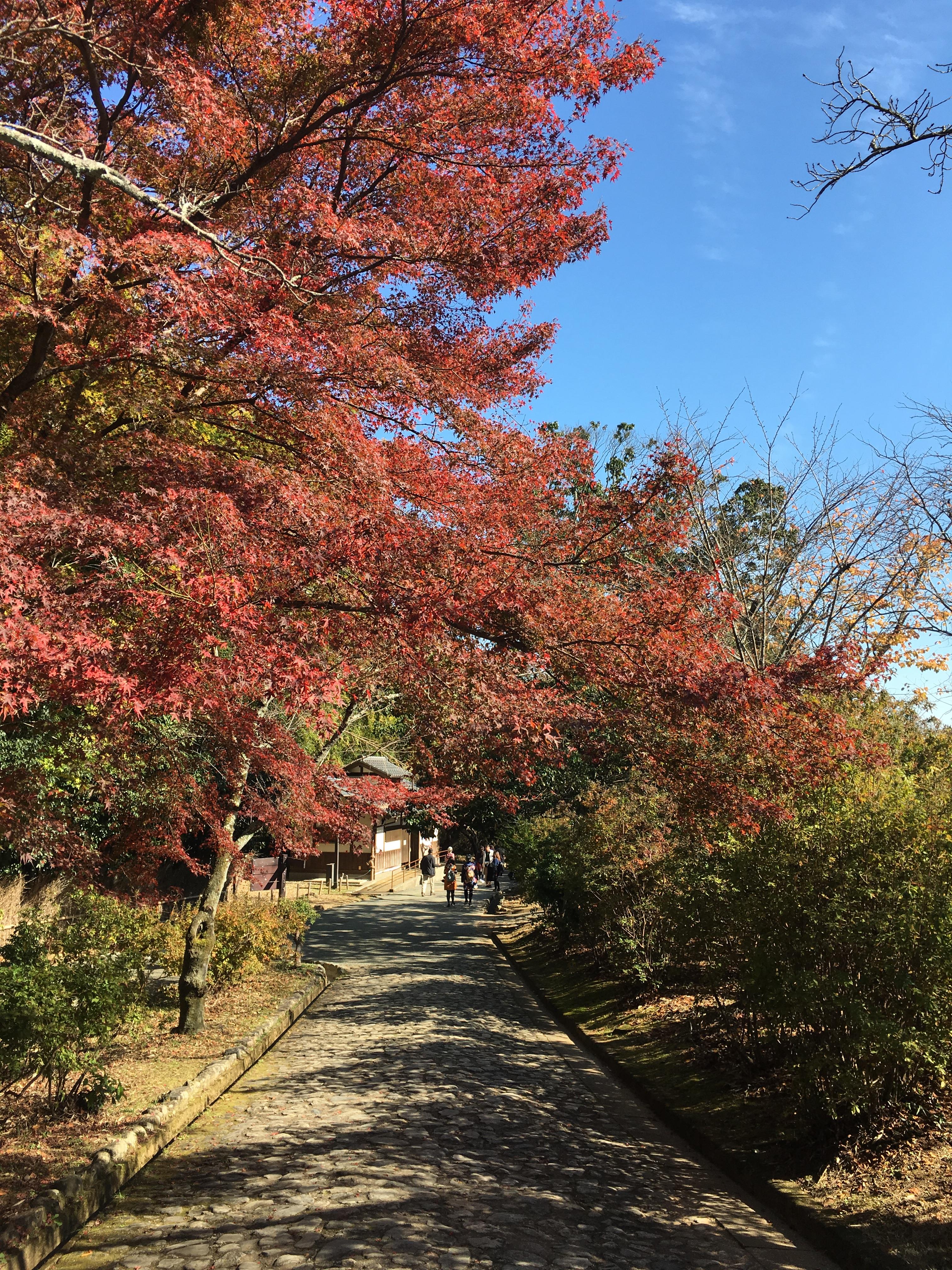 日本岚山美篇图片