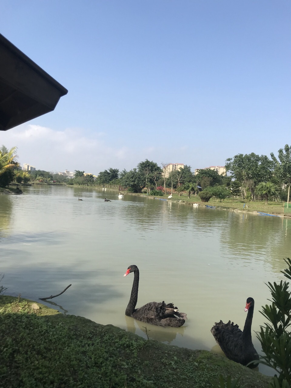 【携程攻略】海口天鹅湖动物基地好玩吗,海口天鹅湖动物基地景点怎么