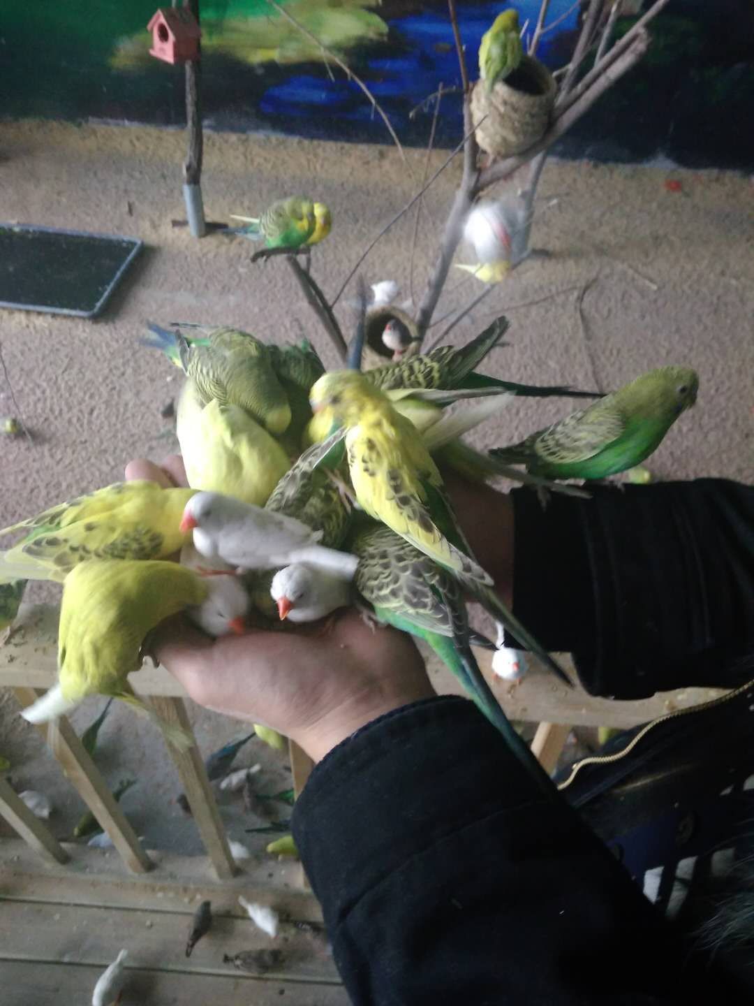 金延安萌萌宠动物园