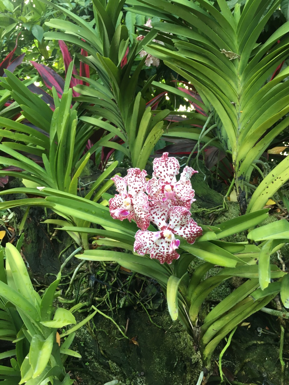 如果不去胡姬,光看植物園就免費了,胡姬裡的各種蘭花特別多.