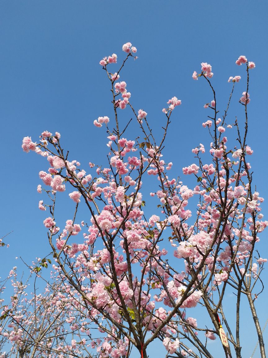 天適櫻花悠樂園