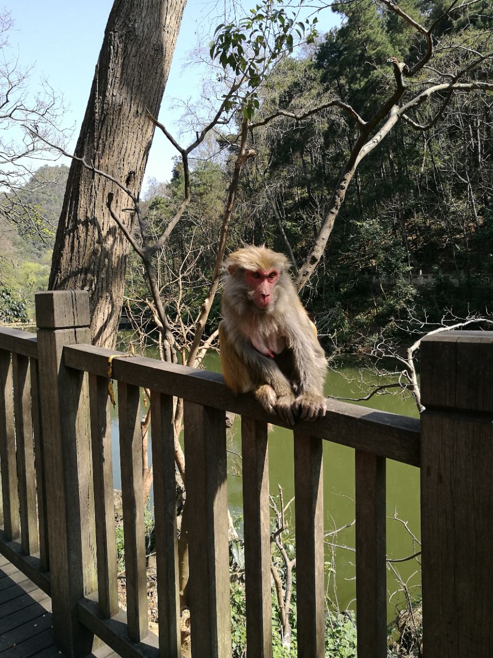 三岭湾猕猴观赏园图片