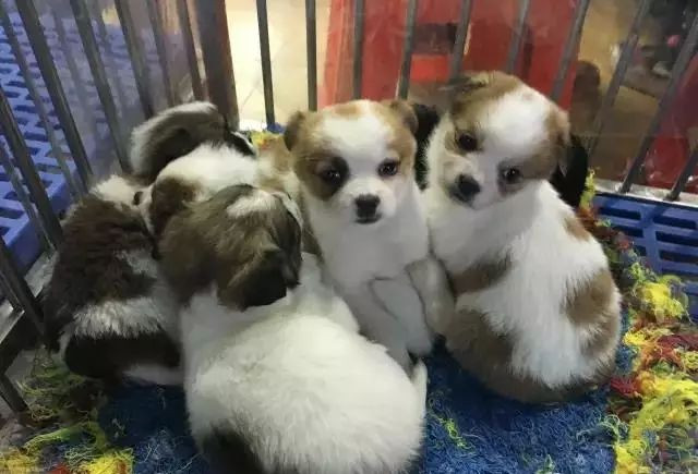 广州9个适合学生党穷游的地方,便宜好玩还超治