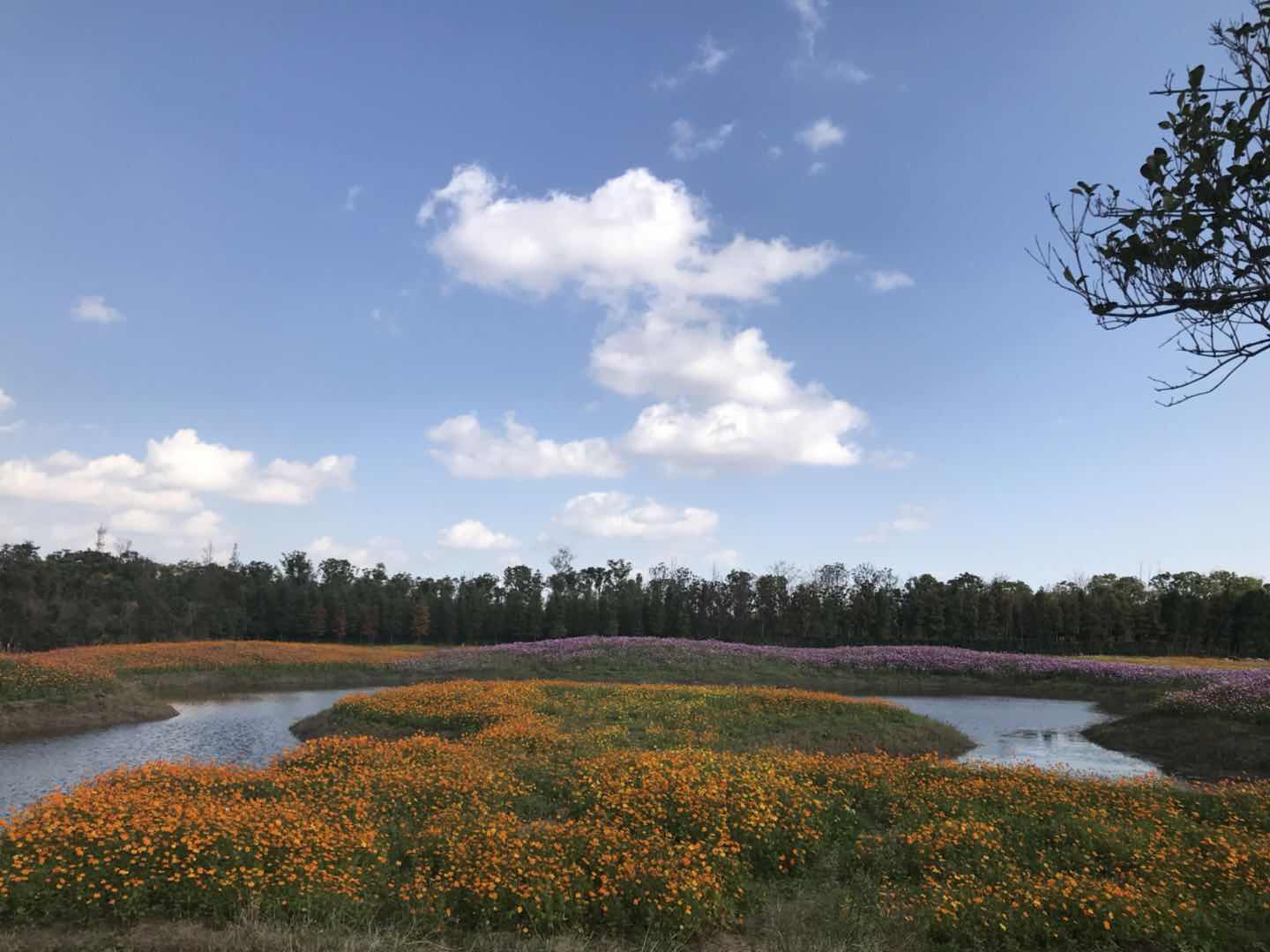 【攜程攻略】崇明區長興島郊野公園景點,很好的公園,地方很大,是踏青