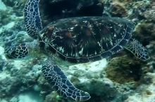 海龟 在斐济MANA潜水拍摄的海龟