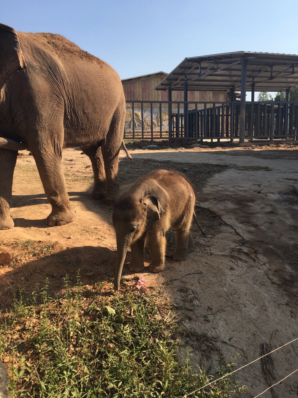 東莞香市動物園好玩嗎,東莞香市動物園景點怎麼樣_點評_評價【攜程