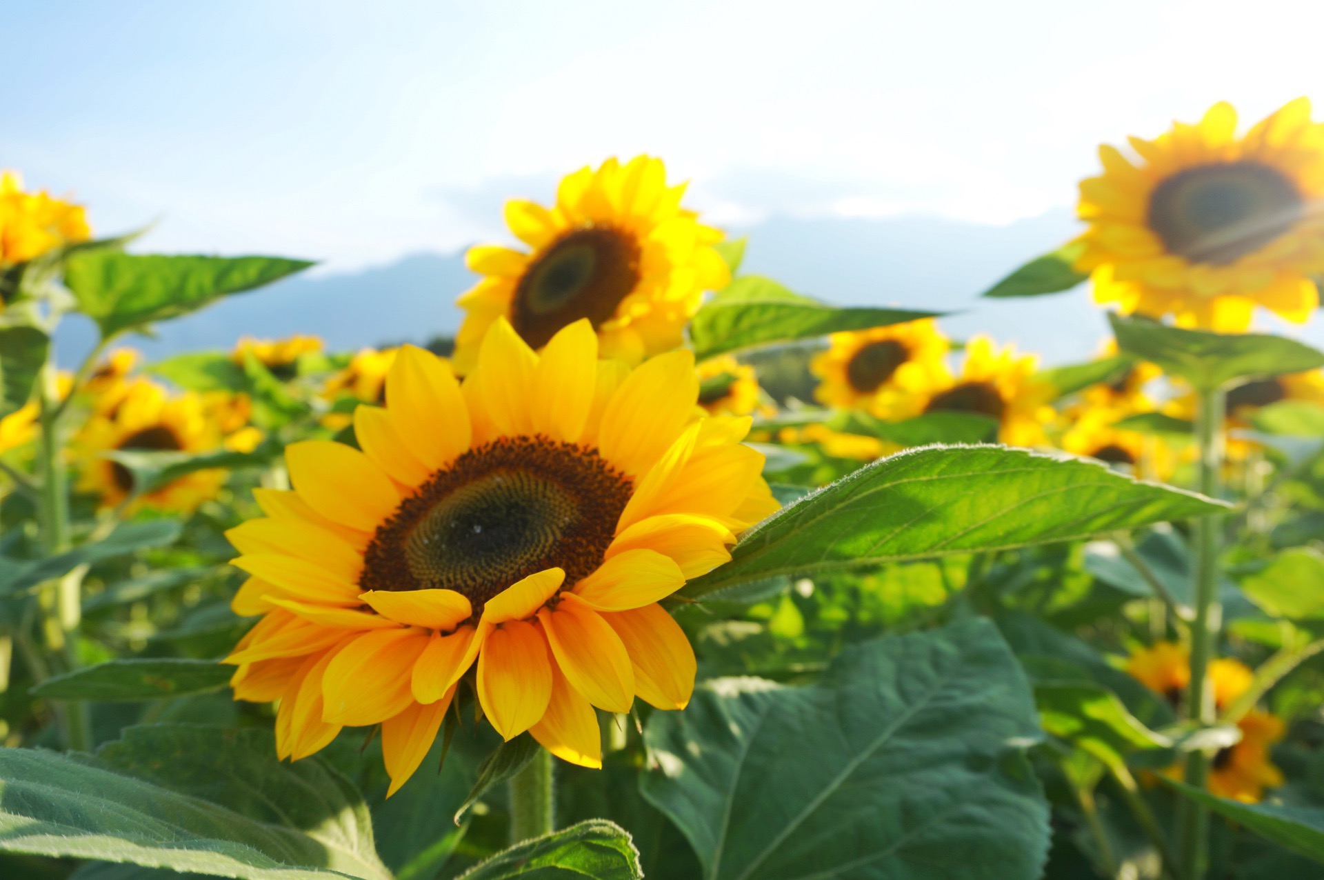 大理花海才村香草园