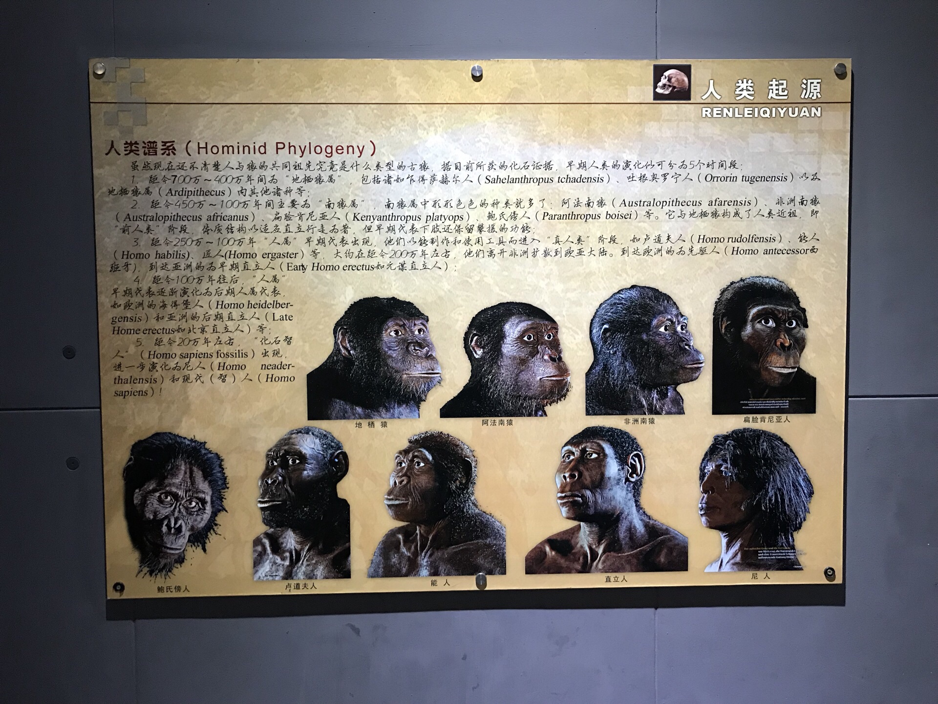 元谋人从哪里来(2月)|云南省文物考古研究所