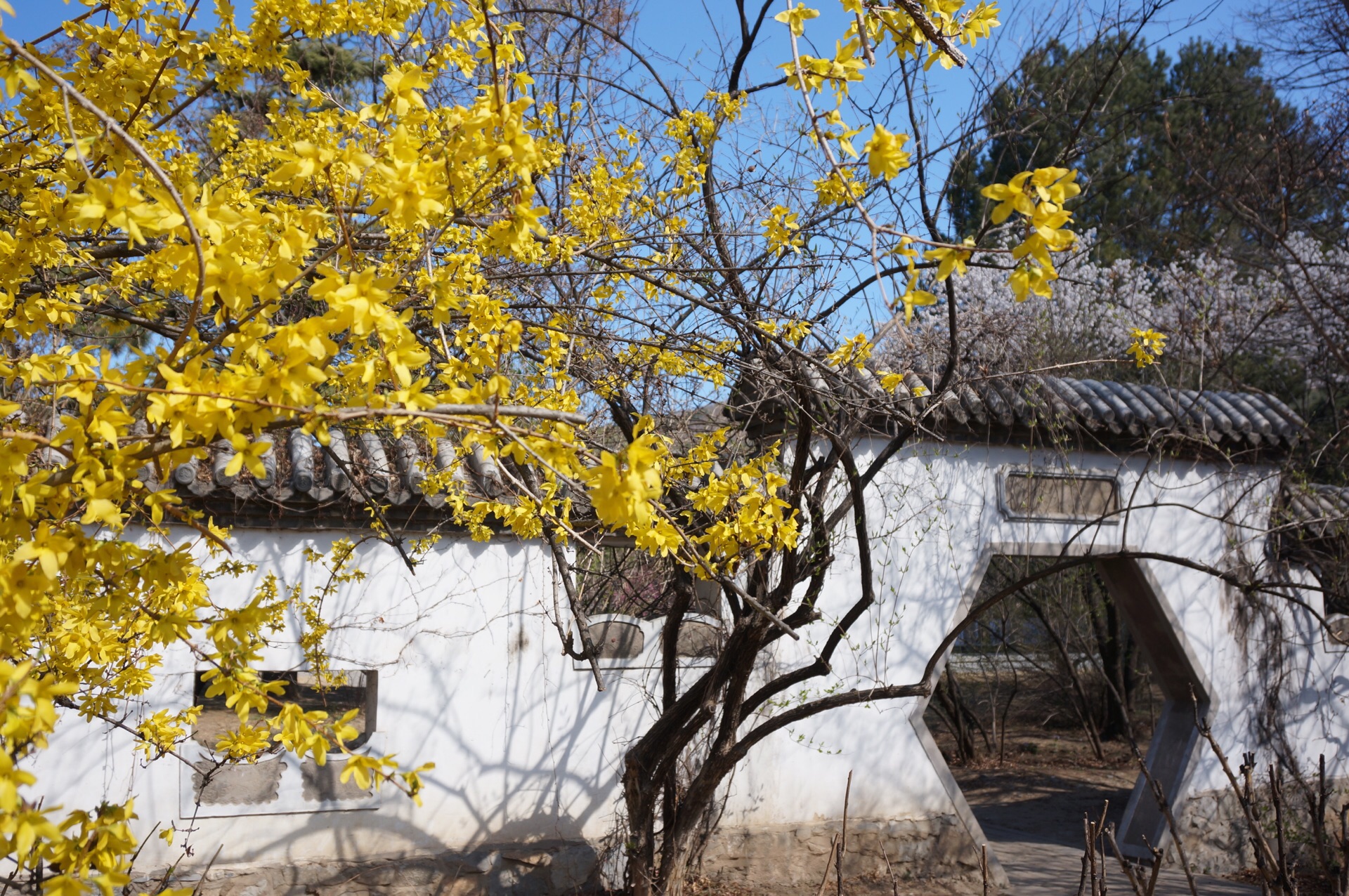 中科院植物所北京植物园“五一”恢复开放-中国植物园联盟