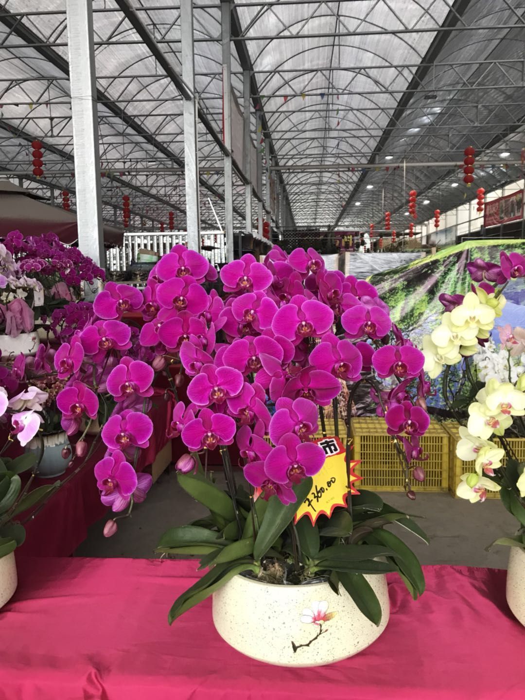 顺德陈村花卉市场图片