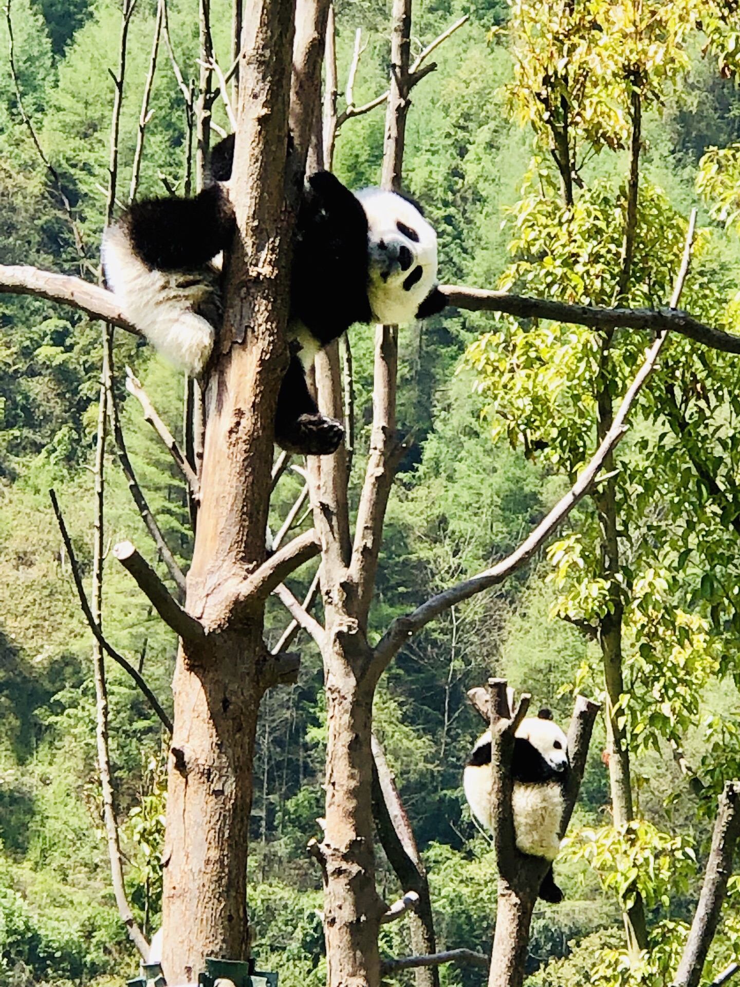 汶川卧龙大熊猫自然保护区攻略,汶川卧龙大熊猫自然保护区门票/游玩攻略/地址/图片/门票价格【携程攻略】