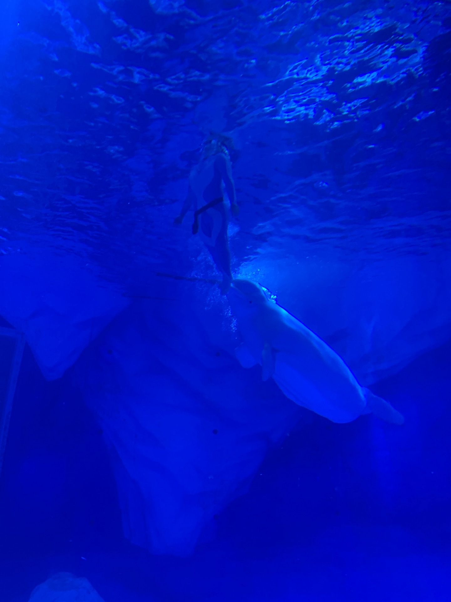 白鲸表演摄影图__海洋生物_生物世界_摄影图库_昵图网nipic.com