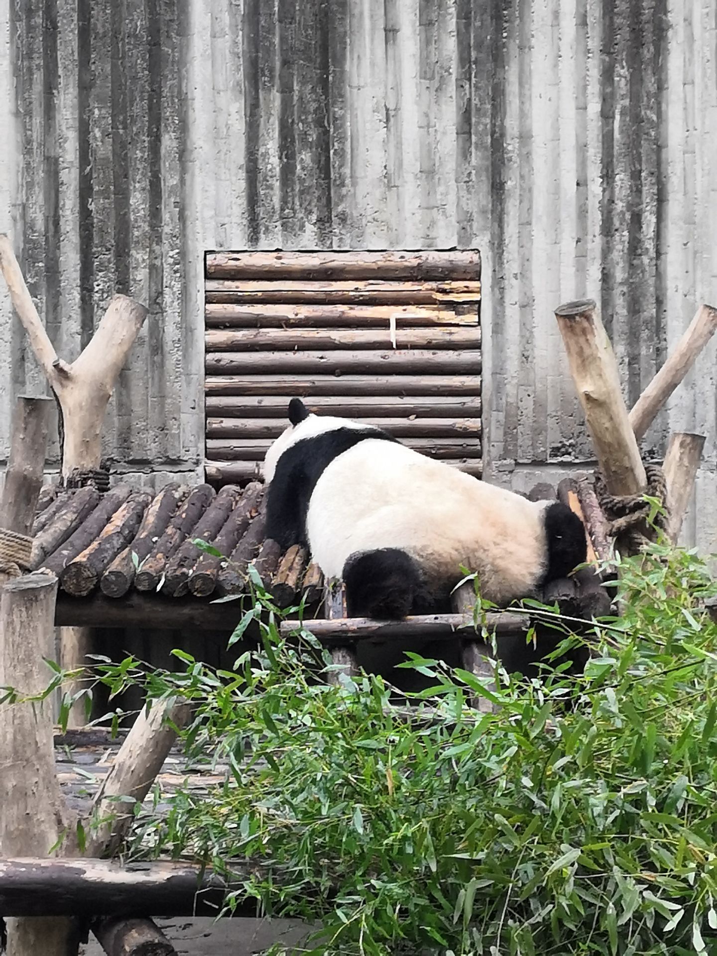 成都大熊貓繁育研究基地旅遊景點攻略圖