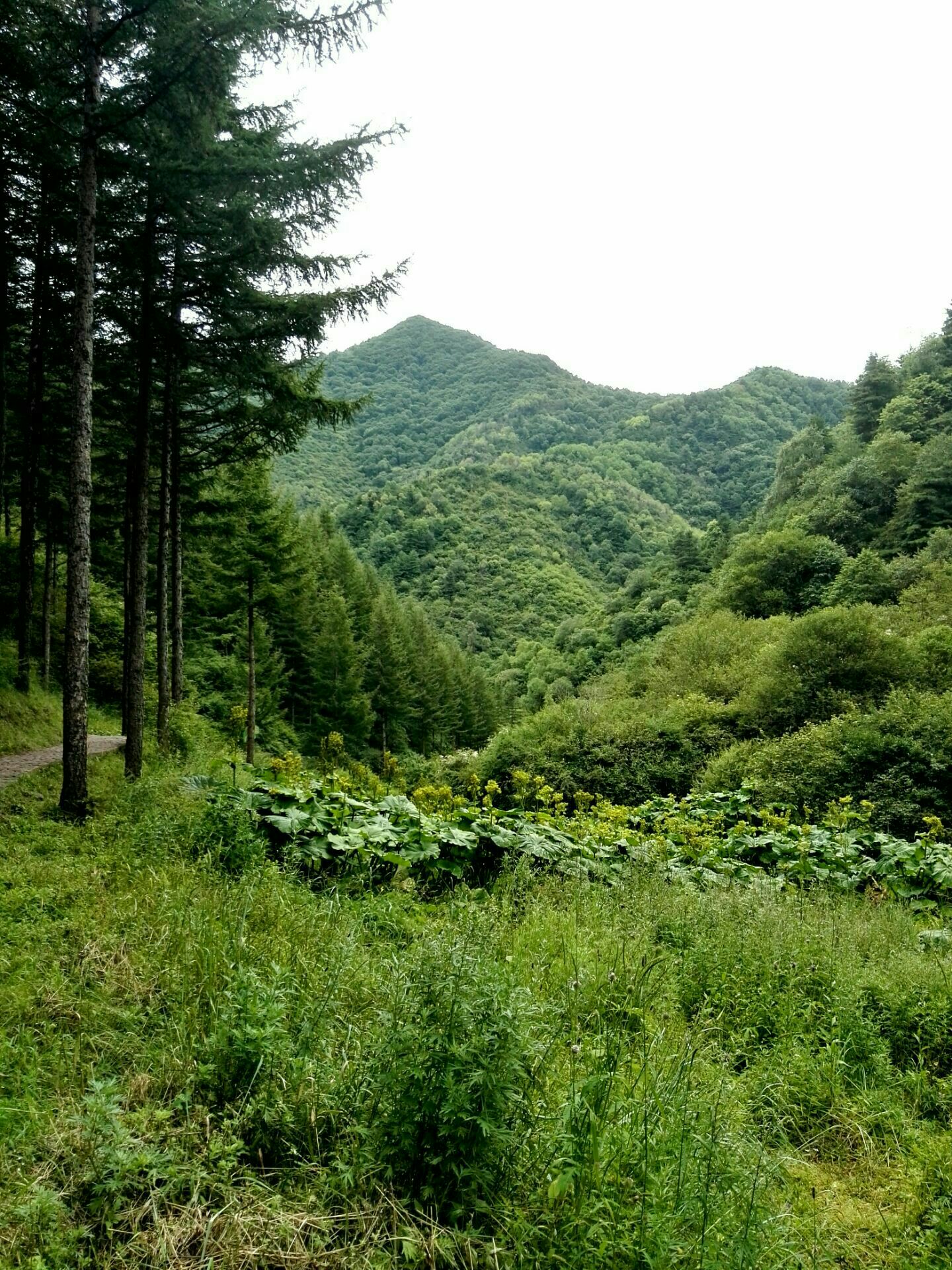 泾源县野荷谷风景区:位于宁夏回族自治区泾源县城西8公里处,为一南北