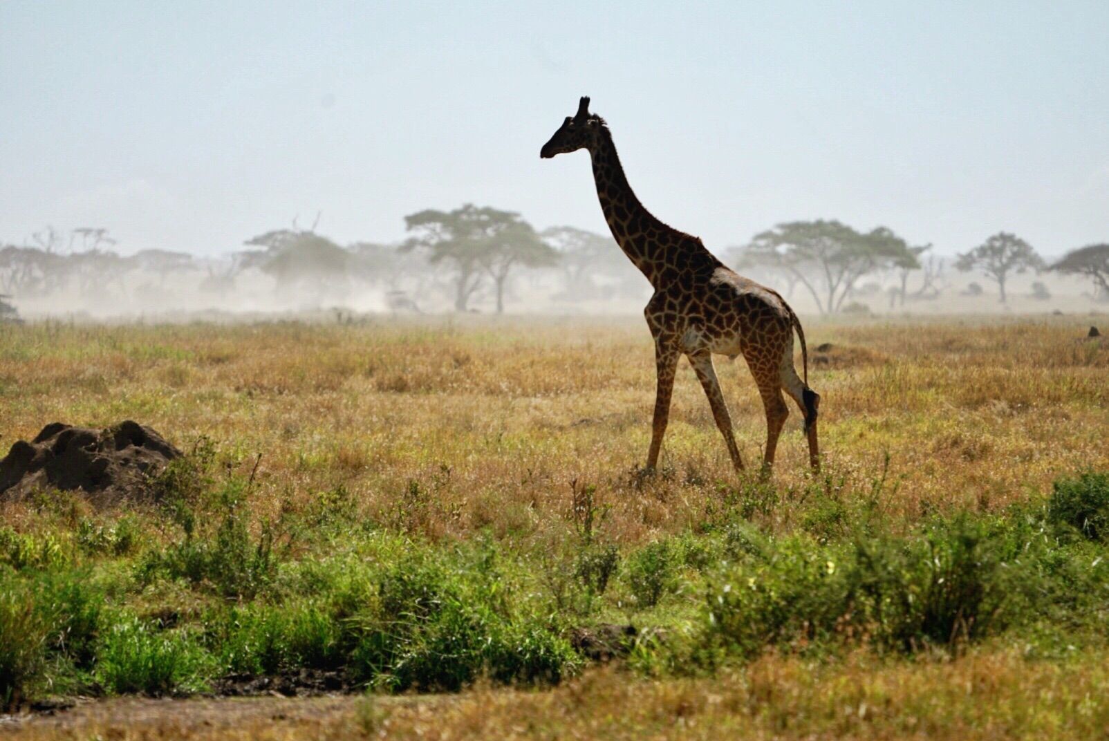 阿鲁沙国家公园是肯尼亚一处中型的自然保护区