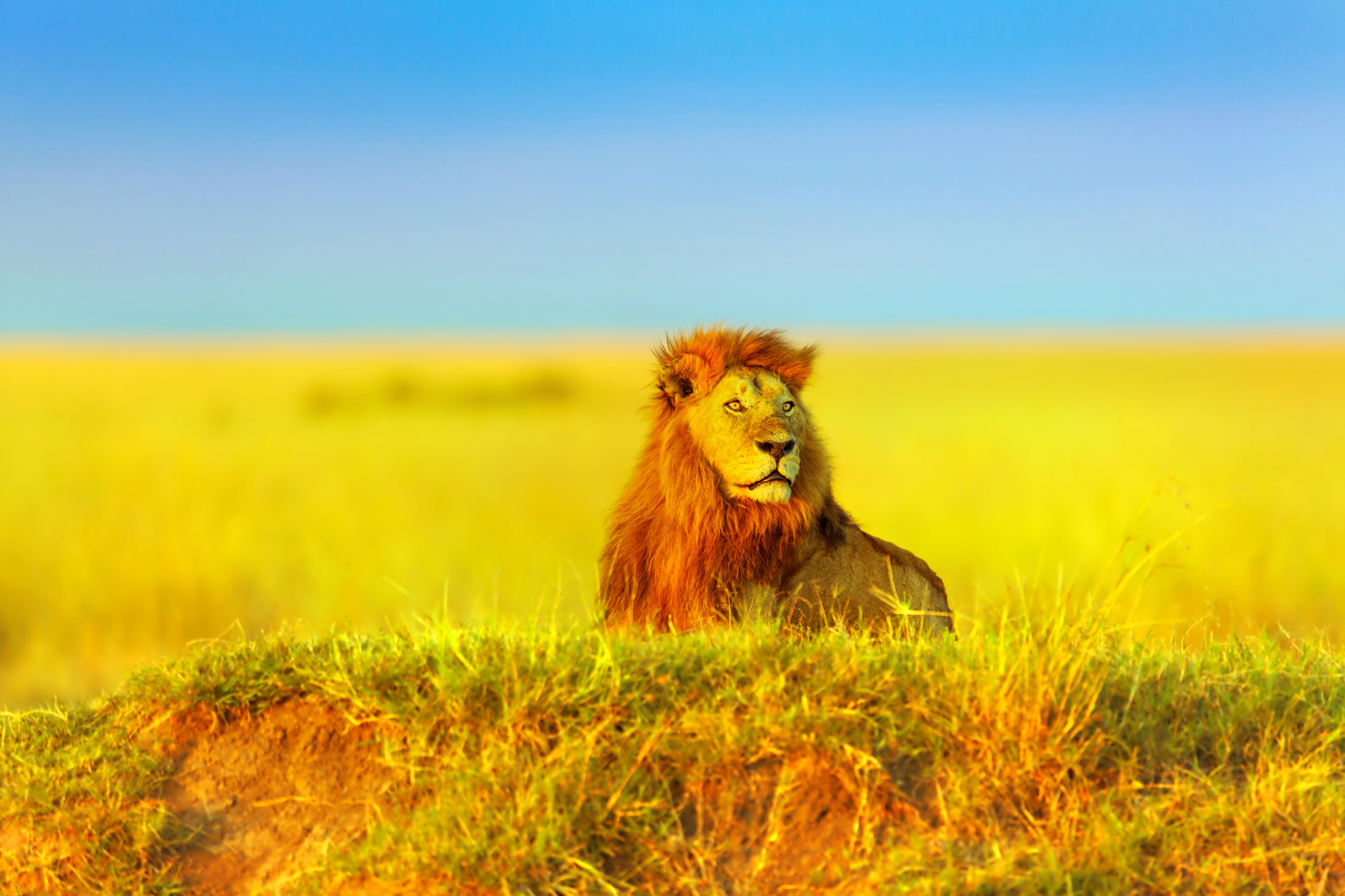 肯尼亚 马赛马拉国家公园 马拉河 世界上最壮观的野生动物大迁徙|野生动物|马赛马拉国家公园|马拉河_新浪新闻