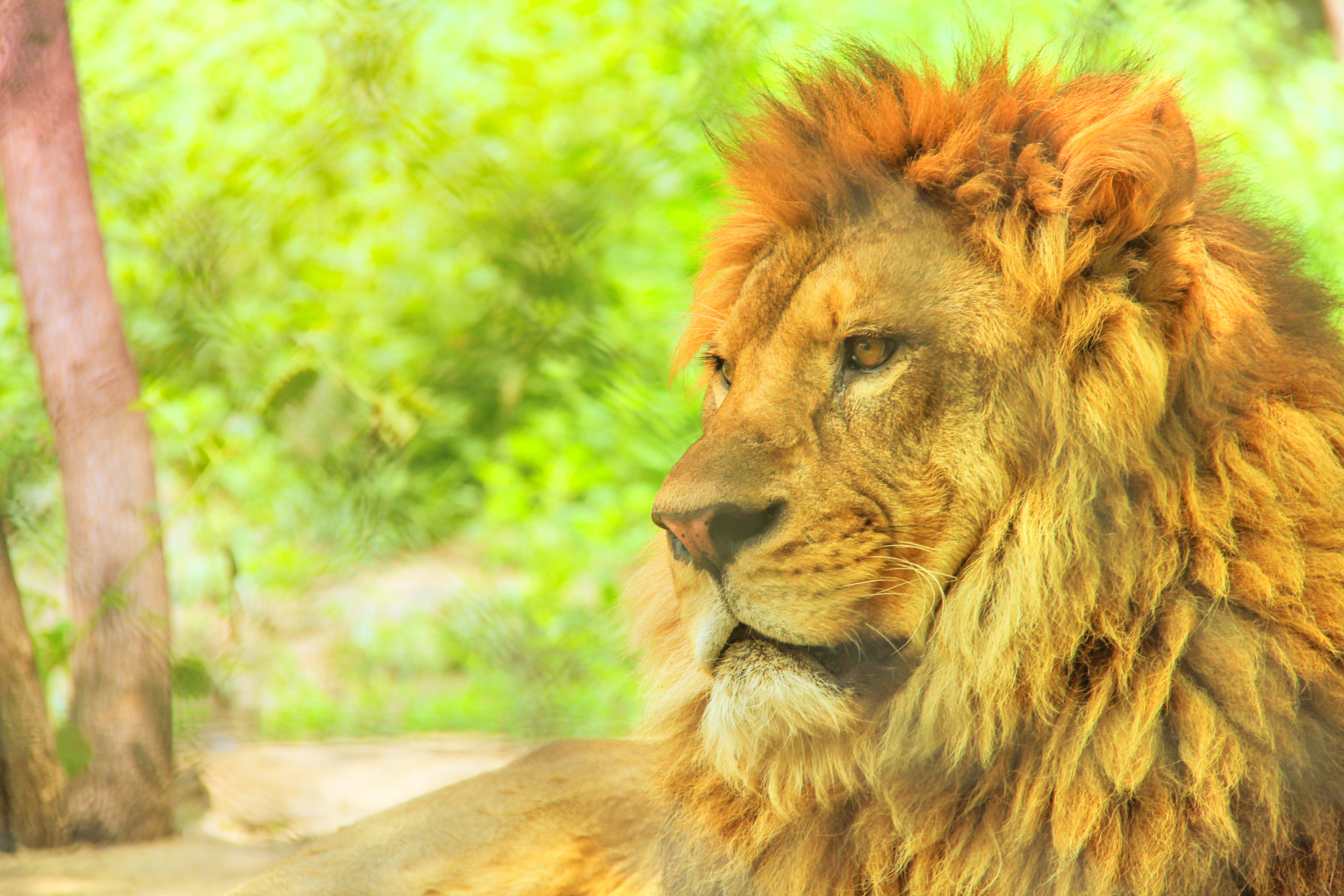 北京野生动物园