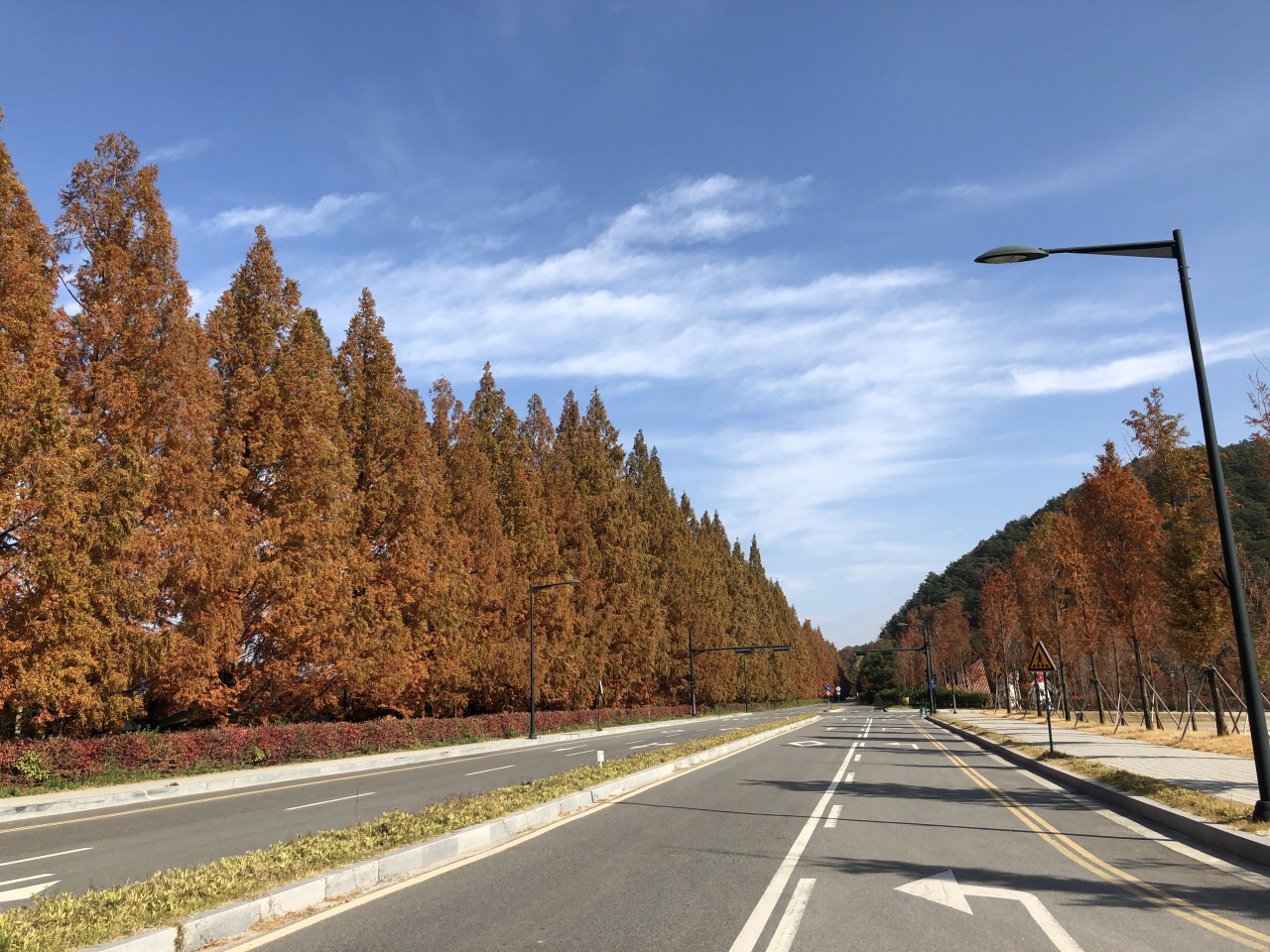 水杉林荫路