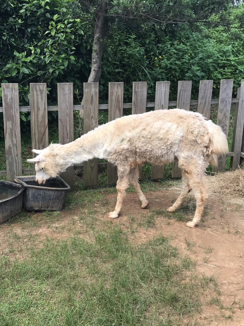 2021六福村主题乐园玩乐攻略 以野生動物園最為吸引 內含 去哪儿攻略