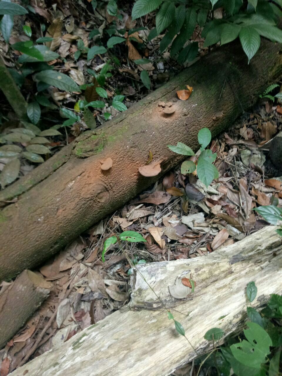 武吉知马天然保护区